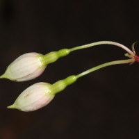 Fuchsia sp.